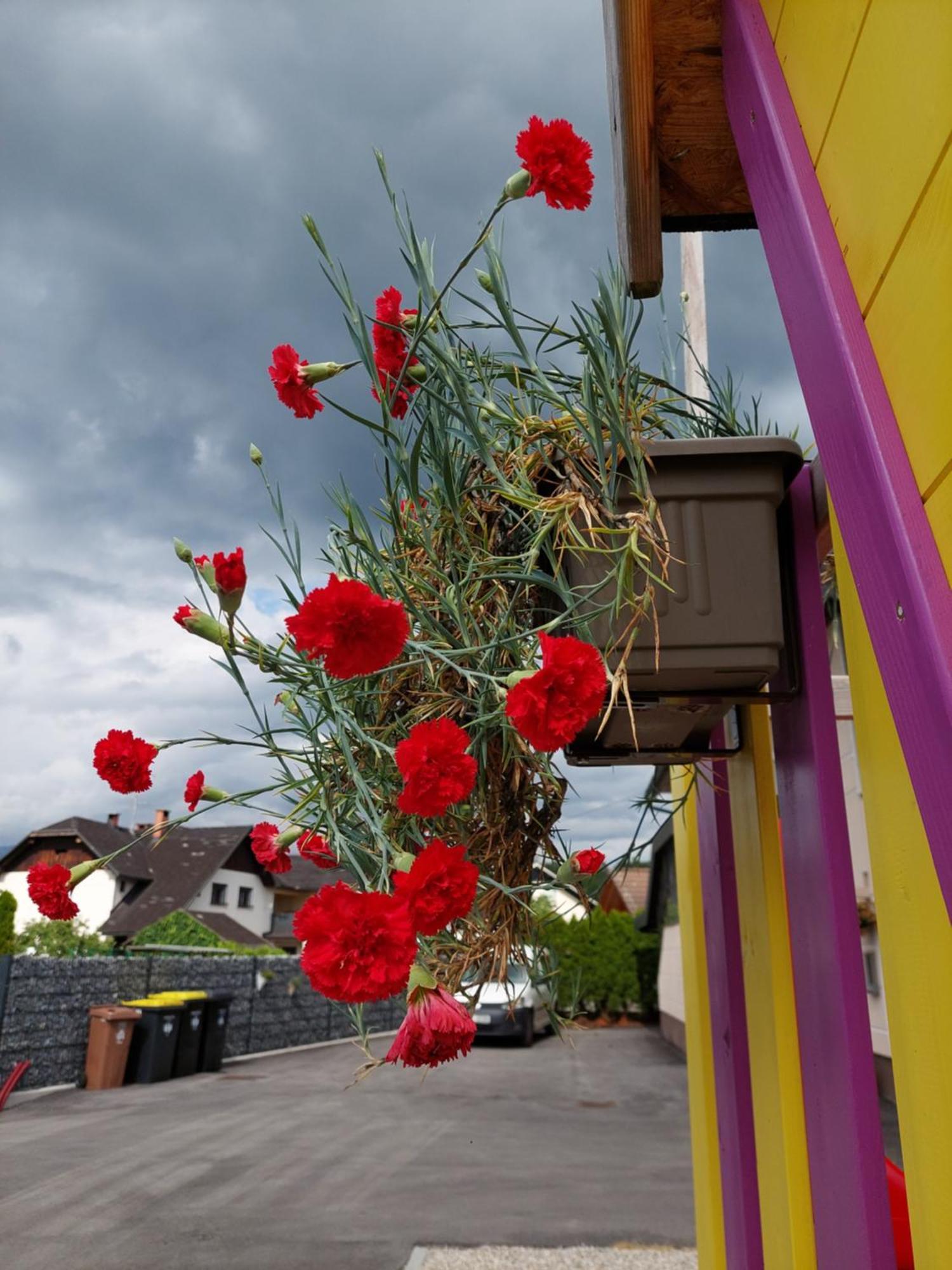 Apartma Zirovnik Cerklje na Gorenjskem Buitenkant foto